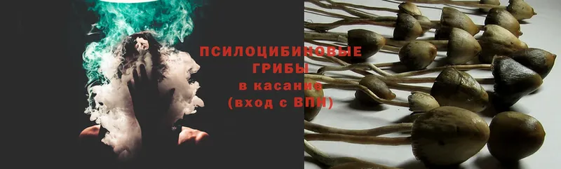 kraken как зайти  Карталы  Псилоцибиновые грибы Psilocybe  как найти наркотики 